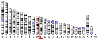 Chromosome 11 (human)