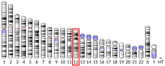 Chromosome 12 (human)