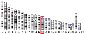Chromosome 13 (human)