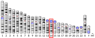 Chromosome 14 (human)