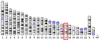 Chromosome 17 (human)