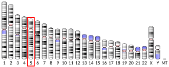 Chromosome 5 (human)