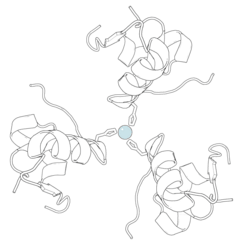 Black-and-white ribbon diagram of a pig insulin hexamer, showing its characteristic quaternary structure. At the center is a pale blue-gray sphere representing a zinc atom.