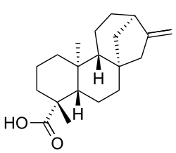 Kaurenoic acid