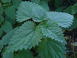 The dark green dentated elliptic leaves of a nettle