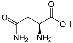 Skeletal formula of L-asparagine