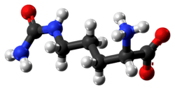 Ball and stick model of zwitterionic citrulline