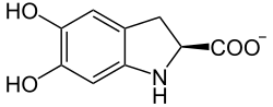 L-leucodopachrome