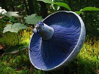 Close-up of a large blue Lactarius indigo mushroom cap torn from its stem and upturned on mossy forest floor. The gills take on a darker blue coloration compared to that of the edges of the cap and stem.