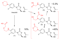 Upper left: structural formula of the unaltered linezolid molecule, with the morpholino group highlighted in red. Lower left: main carboxylic acid metabolite, accounting for 10% of an excreted dose; the morpholine ring has been cleaved at the nitrogen atom. Lower right: structural formulae of two distinct molecules, a carboxylic acid and a lactone, with an equilibrium arrow between them; this metabolite accounts for 45% of a dose. Upper right: structure of a minor carboxylic acid metabolite, which accounts for aroune 3.3% of a dose.