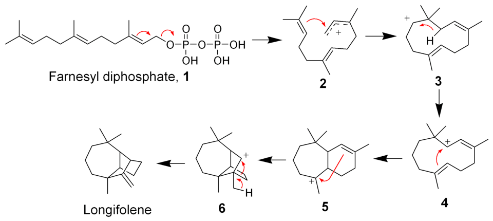 The biosynthesis of longifolene