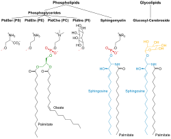 Membrane lipids​​​