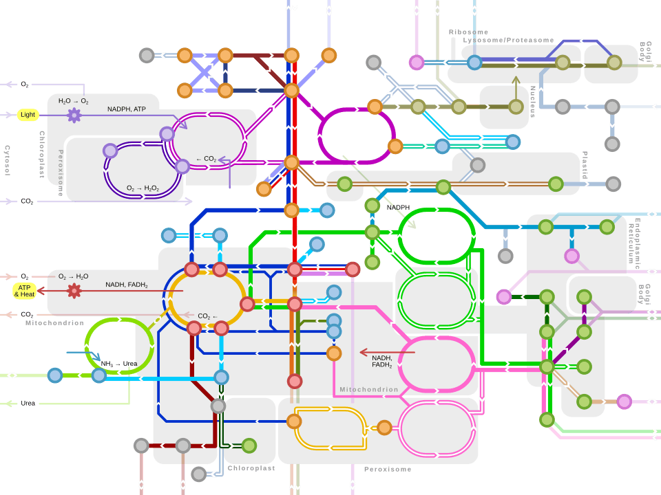 Metro-style map of major metabolic pathways