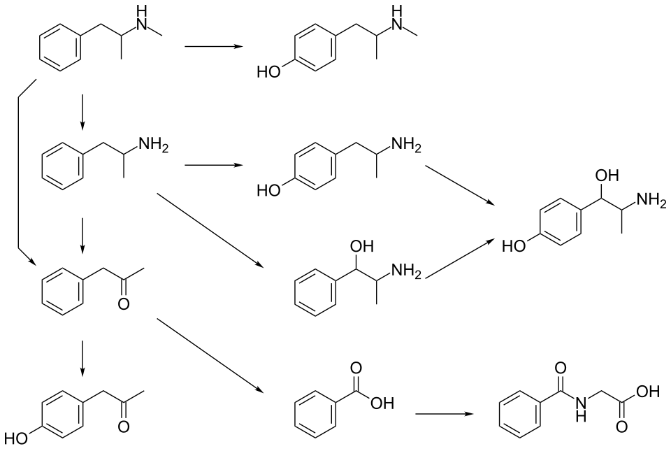 Graphic of several routes of methamphetamine metabolism