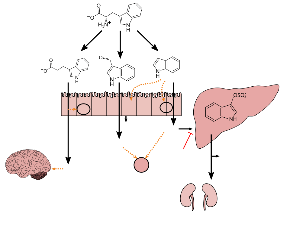 Tryptophan metabolism diagram