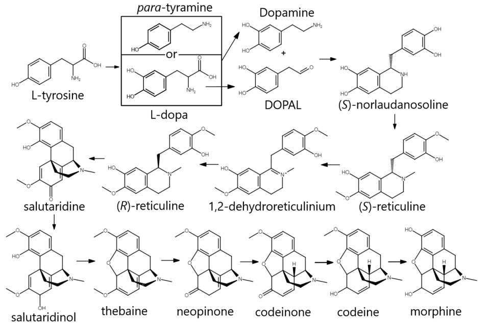 Morphine biosynthesis in humans