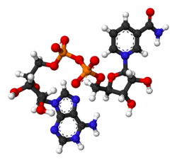 Ball-and-stick model of the oxidized form