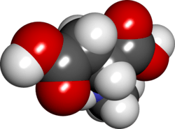 Spacefill model of N-methyl-D-aspartic acid