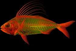 Red alizarin stained juvenile Roosterfish (Nematistius pectoralis) lit by fluorescent light.[26]