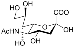 N-acetylneuraminic acid