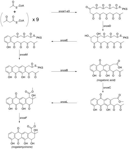 Biosynthetic pathway for the aglycone core of nogalamycin.