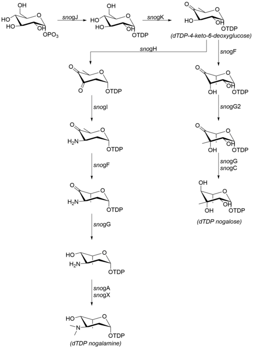 Biosynthetic pathway for the carbohydrate moieties of nogalamycin.