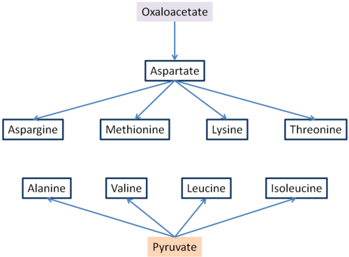 Oxaloacetate and pyruvate aminoacid synthesis