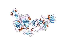 1fak: HUMAN TISSUE FACTOR COMPLEXED WITH COAGULATION FACTOR VIIA INHIBITED WITH A BPTI-MUTANT