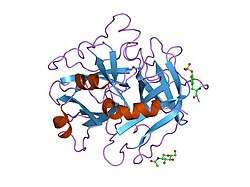 1hag: THE ISOMORPHOUS STRUCTURES OF PRETHROMBIN2, HIRUGEN-AND PPACK-THROMBIN: CHANGES ACCOMPANYING ACTIVATION AND EXOSITE BINDING TO THROMBIN