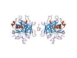 1hlt: THE STRUCTURE OF A NONADECAPEPTIDE OF THE FIFTH EGF DOMAIN OF THROMBOMODULIN COMPLEXED WITH THROMBIN