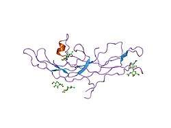 1hrp: CRYSTAL STRUCTURE OF HUMAN CHORIONIC GONADOTROPIN