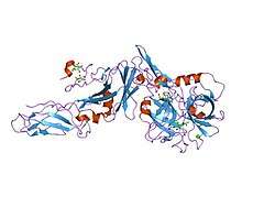 1j9c: Crystal Structure of tissue factor-factor VIIa complex