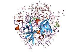 1o3p: Elaborate Manifold of Short Hydrogen Bond Arrays Mediating Binding of Active Site-Directed Serine Protease Inhibitors