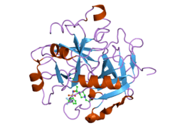 1w7g: ALPHA-THROMBIN COMPLEX WITH SULFATED HIRUDIN (RESIDUES 54-65) AND L-ARGININE TEMPLATE INHIBITOR CS107