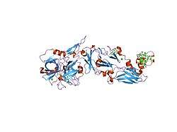 1wtg: Human Factor Viia-Tissue Factor Complexed with ethylsulfonamide-D-biphenylalanine-Gln-p-aminobenzamidine