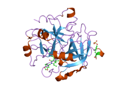 1ypj: Thrombin Inhibitor Complex