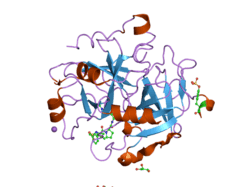 1ypl: X-ray crystal structure of thrombin inhibited by synthetic cyanopeptide analogue RA-1008