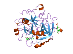 1ypm: X-ray crystal structure of thrombin inhibited by synthetic cyanopeptide analogue RA-1014