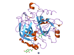 1z8i: Crystal structure of the thrombin mutant G193A bound to PPACK