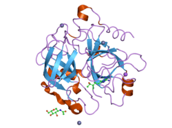 1z8j: Crystal structure of the thrombin mutant G193P bound to PPACK