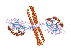 2a45: Crystal structure of the complex between thrombin and the central ""E"" region of fibrin