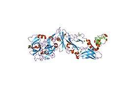 2aer: Crystal Structure of Benzamidine-Factor VIIa/Soluble Tissue Factor complex.