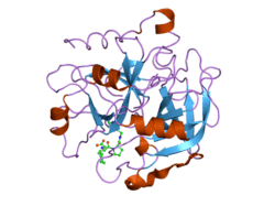 2anm: Ternary complex of an orally active thrombin inhibitor with human thrombin and a c-terminal hirudin derived exo-sit inhibitor