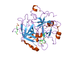 2bvs: HUMAN THROMBIN COMPLEXED WITH FRAGMENT-BASED SMALL MOLECULES OCCUPYING THE S1 POCKET