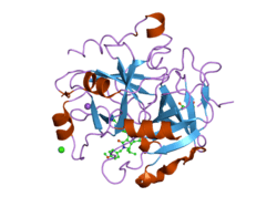 2cf9: COMPLEX OF RECOMBINANT HUMAN THROMBIN WITH A INHIBITOR