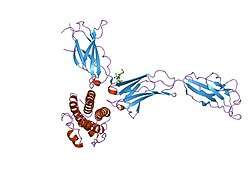 2d9q: Crystal Structure of the Human GCSF-Receptor Signaling Complex