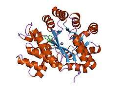 2e1w: Crystal structure of adenosine deaminase complexed with potent inhibitors