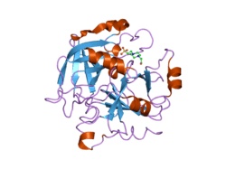2gp9: Crystal structure of the slow form of thrombin in a self-inhibited conformation