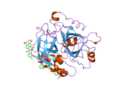 2h9t: Crystal structure of human alpha-thrombin in complex with suramin