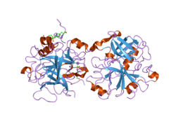 2hwl: Crystal structure of thrombin in complex with fibrinogen gamma' peptide